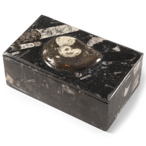 Natural History - Polished Goniatite Jewellery Box