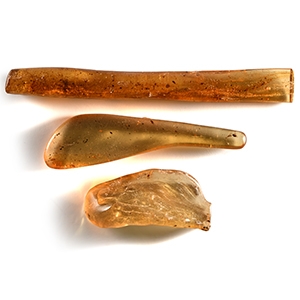 Natural History - Polished Copal Group with Insects