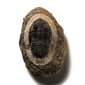 Natural History - Fossil Cornuproetus Trilobite