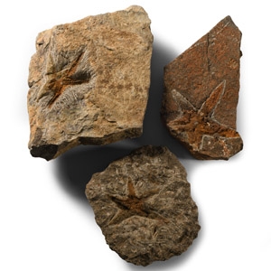 Natural History - Petraster Fossil Starfish Group