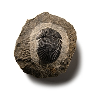 Natural History - Fossil Scutellum Trilobite