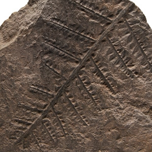 Natural History - Fossil Saxony Fern