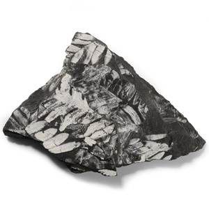 Natural History - Fossil Seed Fern Plate