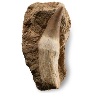 Natural History - Fossil Mosasaur Marine Dinosaur Tooth with Root