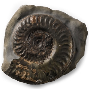 Natural History - Large Whitby Dac Fossil Ammonite