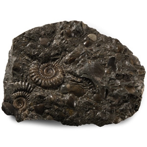 Natural History - Whitby Dac Fossil Ammonite Cluster
