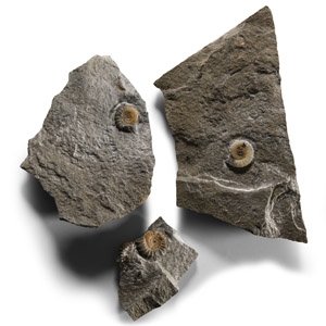 Natural History - Charmouth Fossil Ammonite Group
