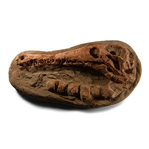 Natural History - Fossil Diosaurus Crocodile Skull and Vertebrae