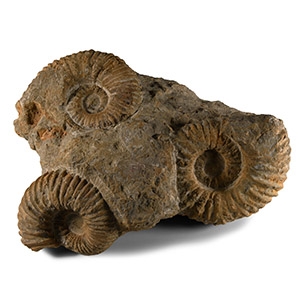 Natural History - Fossil Triple Agadir Ammonite