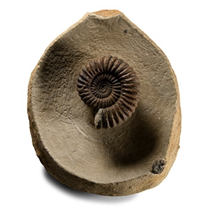 Natural History - Large Ammonite Display