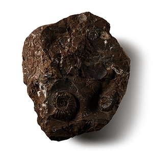 Natural History - Whitby Dac Fossil Ammonite Cluster