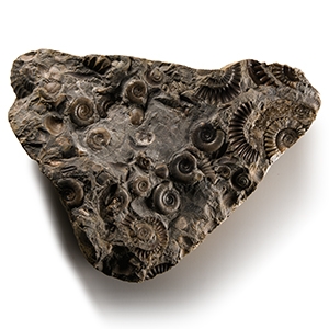 Natural History - Fossil Ammonite Cluster