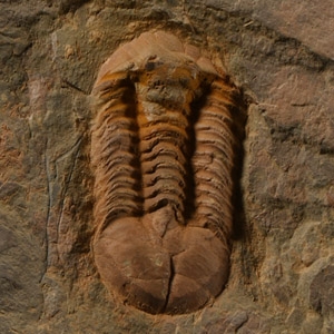 Natural History - Fossil Hamatolenus Trilobite