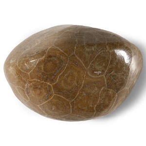 Natural History - Polished Fossil Coral Heads