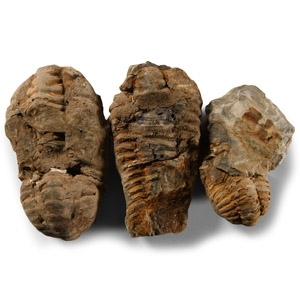 Natural History - Flexicalymene Fossil Trilobite Group