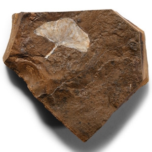 Natural History - Fossil Ginko Leaf