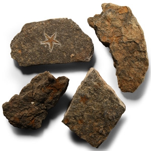 Natural History - Fossil Starfish Group
