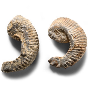 Natural History - Fossil Rastellum Bivalve Group
