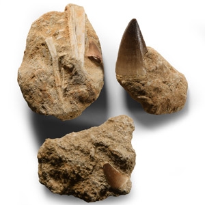 Natural History - Fossil Mosasaur Teeth and Fish Bone Group