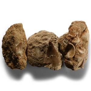 Natural History - Fossil Mosasaur Teeth and Fish Bone Group