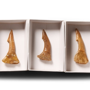 Natural History - Onchosaur Fossil Rostral Spine Group