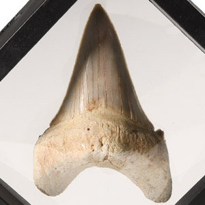 Natural History - Otodus Shark Fossil Tooth in Display Frame
