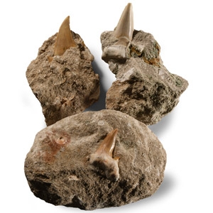 Natural History - Fossil Otodus Shark Teeth