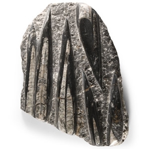 Natural History - Polished Orthoceras Fossil Column