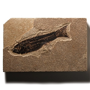 Natural History - Knightia Fossil Fish