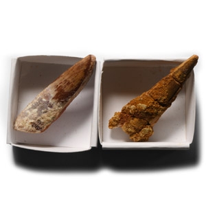 Natural History - Fossil Spinosaurus Dinosaurus Tooth Pair