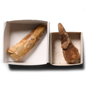 Natural History - Fossil Spinosaur Dinosaur Tooth Pair