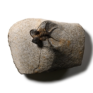 Natural History - Fossil Dicranurus Monstrosus Trilobite