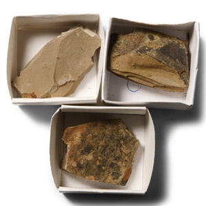 Natural History - Fossil Canadian Fern
