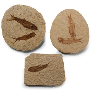 Natural History - Knightia Fossil Fish Group