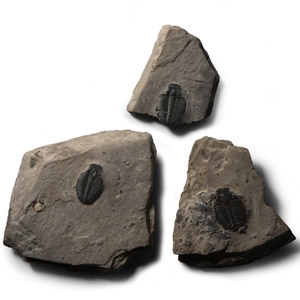 Natural History - Fossil Kingii Trilobite Group