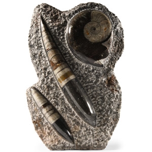 Natural History - Fossil Goniatite and Orthoceras Display