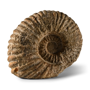 Natural History - Fossil Agadir Ammonite