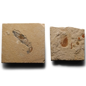 Natural History - Fossil Shrimp Group