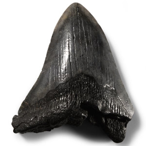 Natural History - Fossil Megalodon Shark Tooth