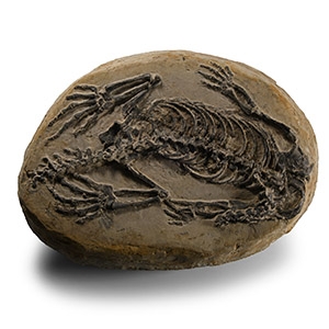 Natural History - Fossil Claudiosaurus Skeleton