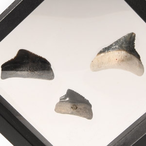 Natural History - Juvenile Megalodon Giant Shark Fossil Tooth Group