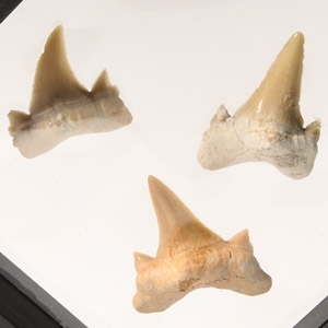 Natural History - Fossil Otodus Shark Tooth Display