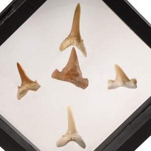 Natural History - Fossil Sand Shark Tooth Display