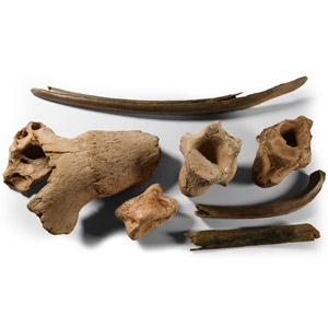 Natural History - British Fossil Bison Bone Collection