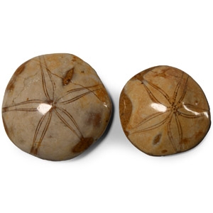 Natural History - Polished Fossil Sand Dollar Pair