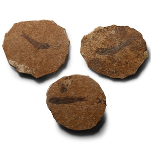 Natural History - Knightia Fossil Fish Group