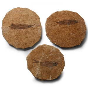 Natural History - Knightia Fossil Fish Group