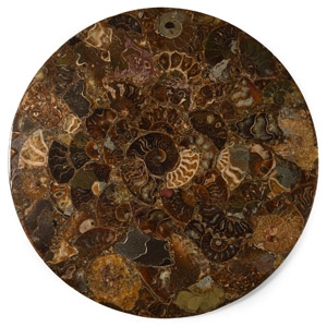 Natural History - Polished Fossil Ammonite Plate