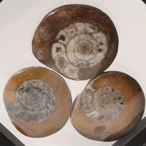Natural History - Polished Fossil Goniatite Group