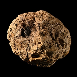 Natural History - North American Tyrannosaurus Rex Dinosaur Coprolite